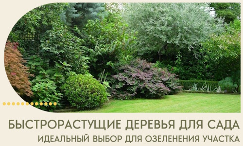Быстрорастущие деревья для сада идеальный выбор в Глазове