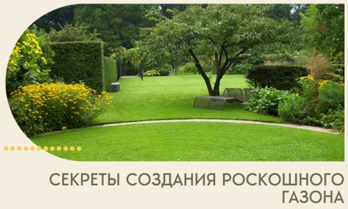 Секреты создания роскошного газона в Глазове